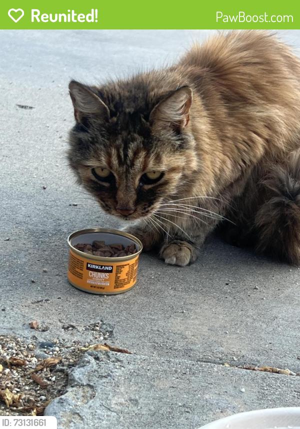 Reunited Unknown Cat last seen in front of elementary school, Chula Vista, CA 91910