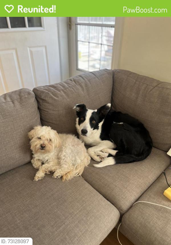 Reunited Female Dog last seen twp road 510 and range road 223, New Sarepta, AB T0B 3M0