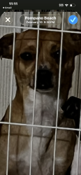 Lost Male Dog last seen Near nd ave, Pompano Beach, FL 33060