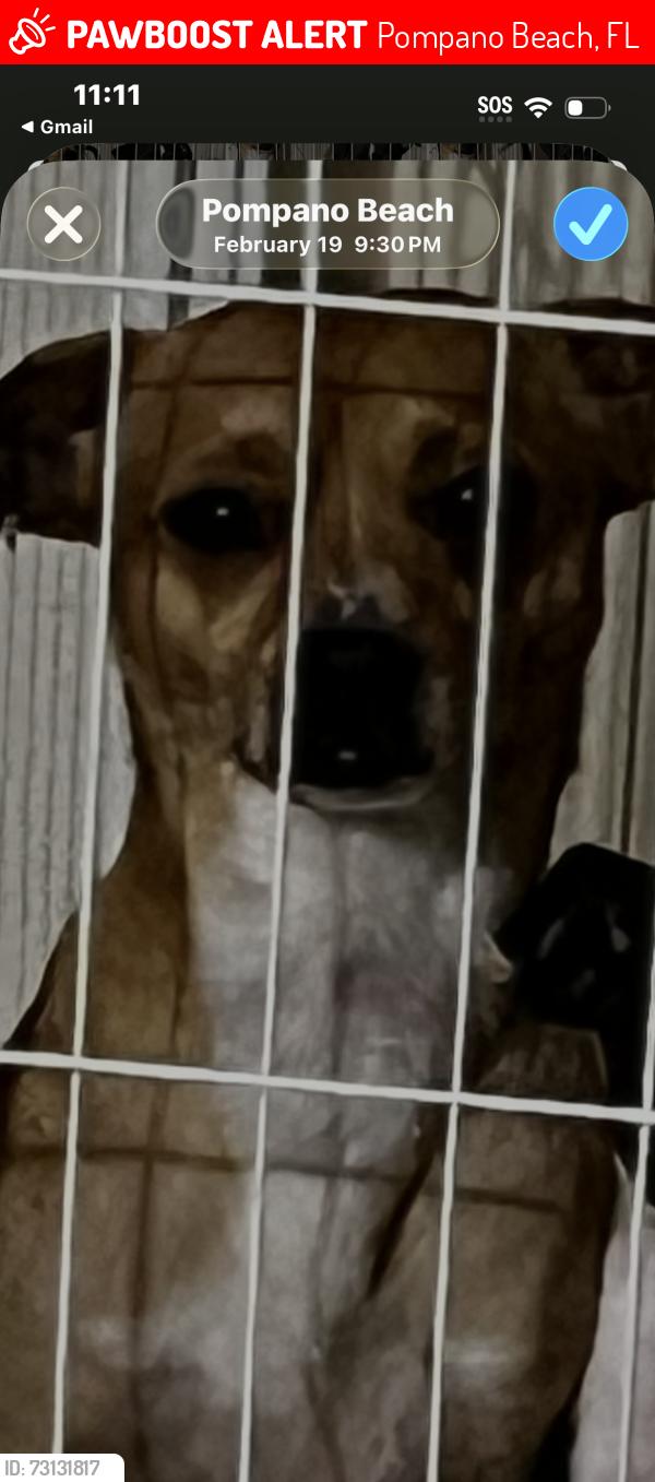 Lost Male Dog last seen Near nd ave, Pompano Beach, FL 33060