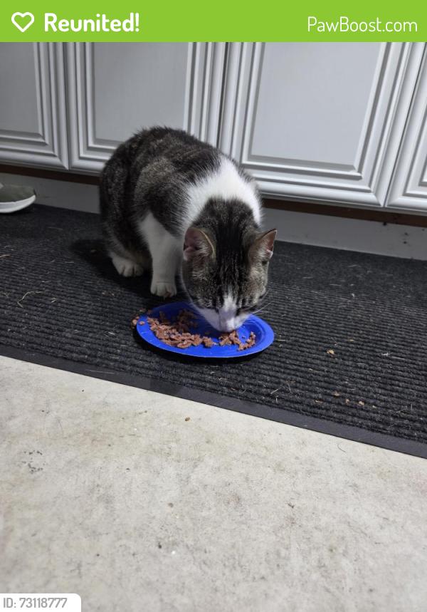 Reunited Male Cat last seen 7 mile and middlebelt in livonia, Livonia, MI 48152