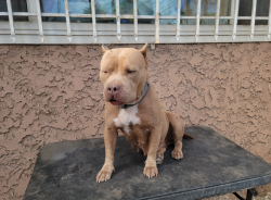 Lost Female Dog last seen 104th and central, Los Angeles, CA 90002