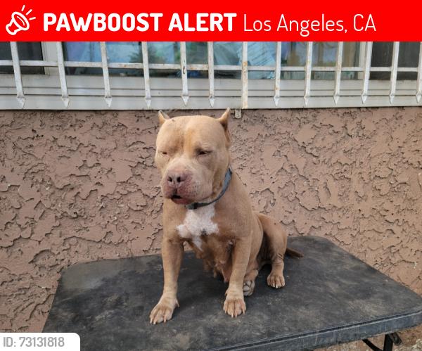 Lost Female Dog last seen 104th and central, Los Angeles, CA 90002
