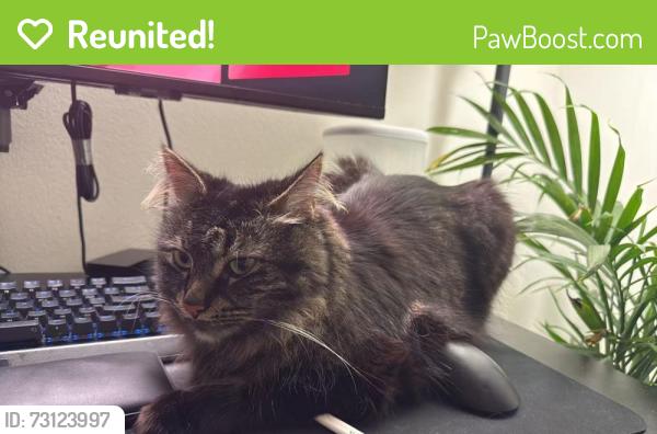 Reunited Male Cat last seen Near Windwood Dr, Villas at Northstar, Ann Arbor, MI 48105