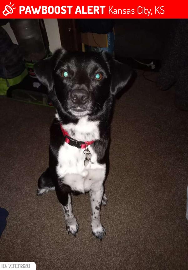 Lost Male Dog last seen 31st and wood, Kansas City, KS 66104