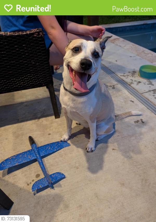 Reunited Female Dog last seen Woodmont Drive, Lafayette, LA 70508