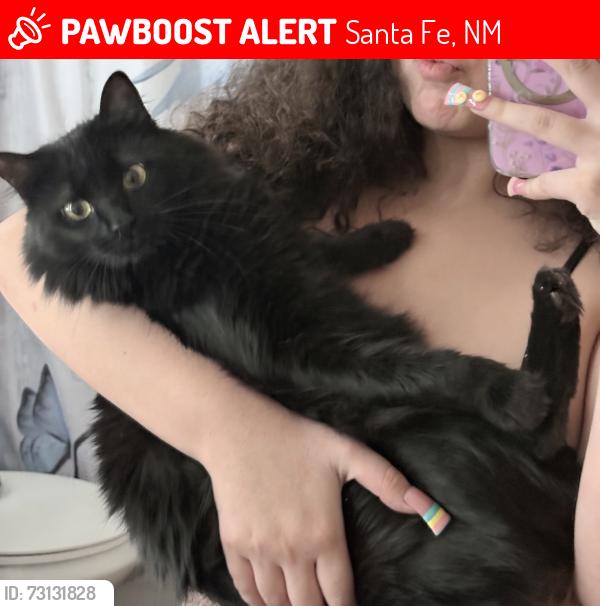 Lost Female Cat last seen Pueblo alto, Santa Fe, NM 87507