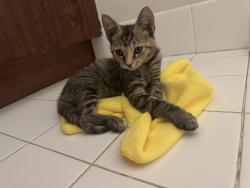 Found/Stray Female Cat last seen Military Trail North of Hypoluxo Rd, Lake Worth Beach, FL 33463
