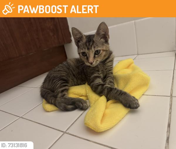 Found/Stray Female Cat last seen Military Trail North of Hypoluxo Rd, Lake Worth Beach, FL 33463