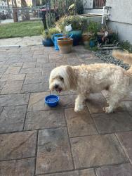 Reunited Male Dog last seen Otis street , near Vista Square elementary, Chula Vista, CA 91910