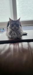 Reunited Female Cat last seen Ridgeview loop and blue sky drive, Tumwater, WA 98512