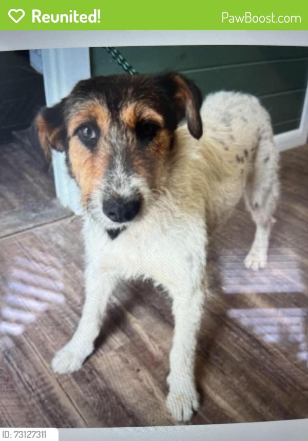 Reunited Female Dog last seen Near Michigan Humane Society, Ford Road & Newburgh Road, Westland, Mzin, Westland, MI 48185