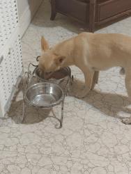 Reunited Male Dog last seen East J and 4th East, Lancaster, CA 93535