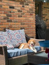 Reunited Female Dog last seen Tienken & Brewster, Rochester Hills, MI 48309