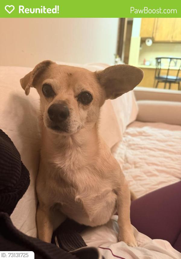 Reunited Male Dog last seen Pacific and Jones, San Francisco, CA 94133