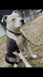Reunited Male Dog last seen Nashville Dr, Fayetteville, NC 28306, USA, Fayetteville, NC 28306