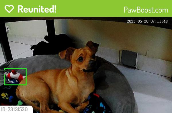 Reunited Male Dog last seen Close Sedanos Supermarket, Hollywood, FL 33021