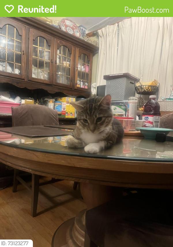 Reunited Female Cat last seen rolling rd tennessee st vallejo ca 94591, Vallejo, CA 94591