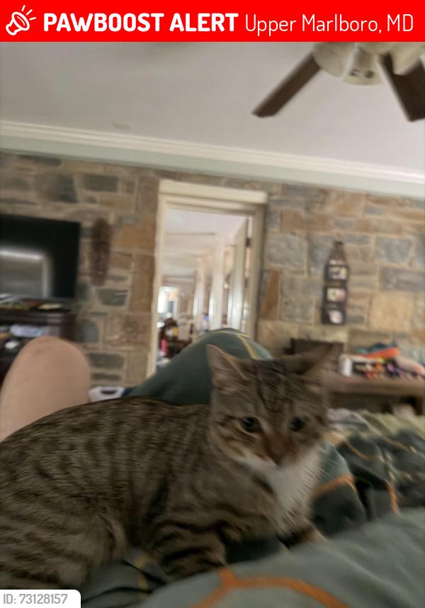 Lost Male Cat last seen Bowie MD, Upper Marlboro, MD 20772