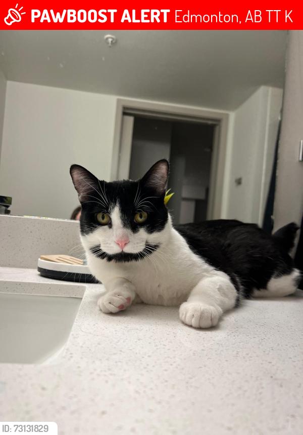 Lost Male Cat last seen Near 27st Nw edmonton, Edmonton, AB T6T 0K2