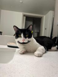 Lost Male Cat last seen Near 27st Nw edmonton, Edmonton, AB T6T 0K2