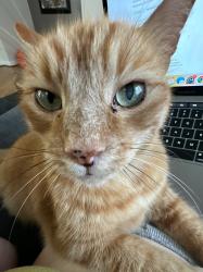 Lost Male Cat last seen Kew drive 90046, Los Angeles, CA 90046