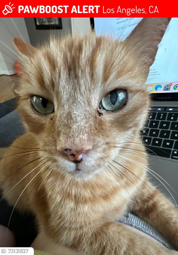 Lost Male Cat last seen Kew drive 90046, Los Angeles, CA 90046