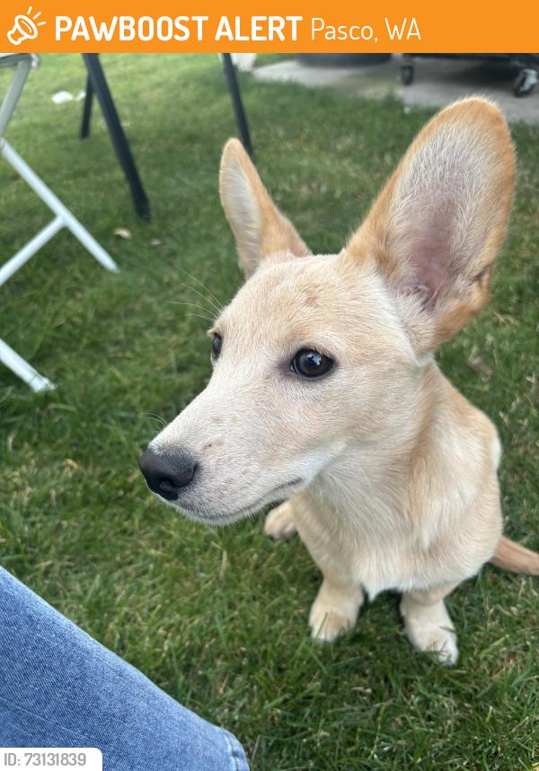 Found/Stray Male Dog last seen George st, Pasco, WA 99301