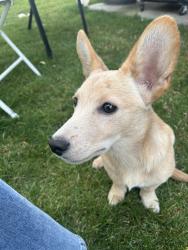 Found/Stray Male Dog last seen George st, Pasco, WA 99301
