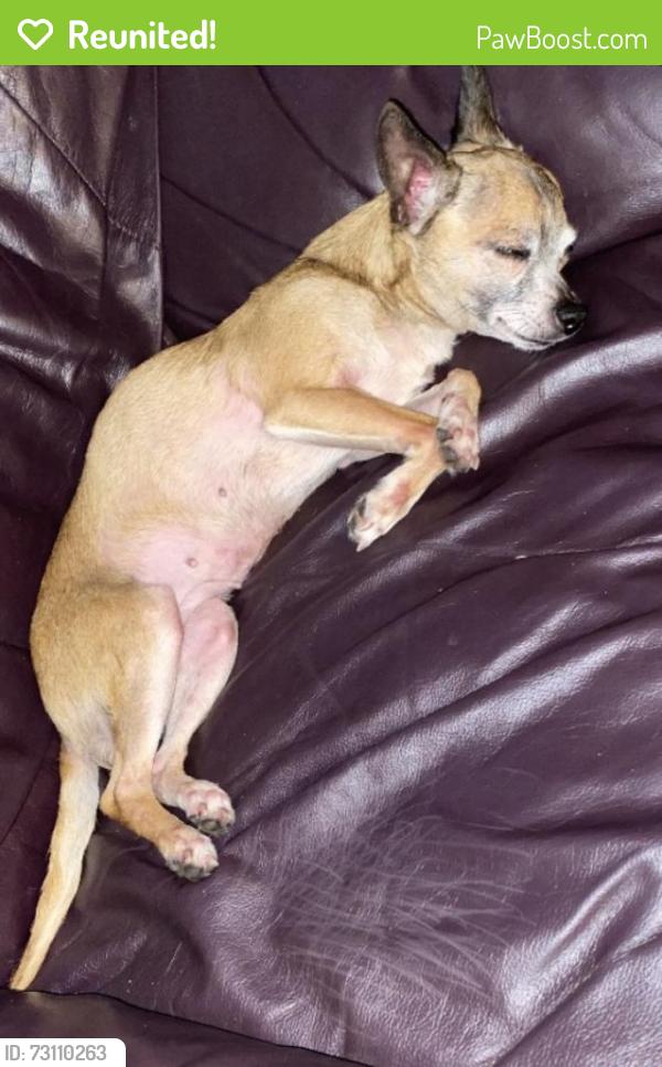Reunited Female Dog last seen Sardis lake drive, tomball texas 77375, Tomball, TX 77375