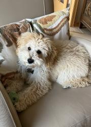 Reunited Male Dog last seen Tournament players parkway and Arnold Palmer drive, Blaine, MN 55449