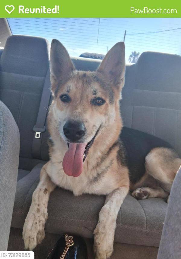 Reunited Male Dog last seen 12th and Drexel Neighborhood, Tucson, AZ 85706
