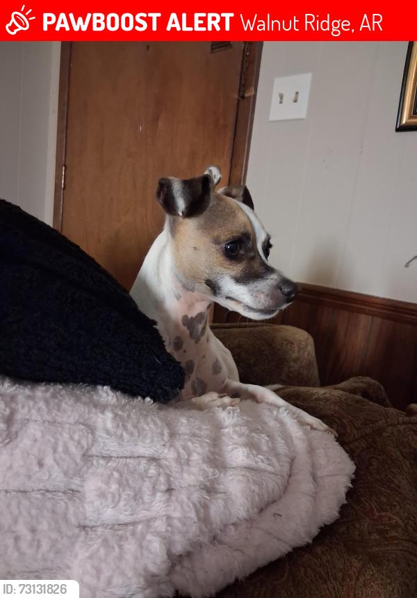 Lost Male Dog last seen I live right beside the huge church of christ on main street in walnut ridge arkansas, Walnut Ridge, AR 72476