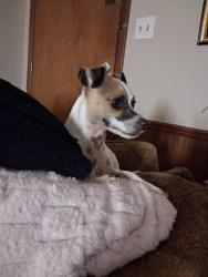 Lost Male Dog last seen I live right beside the huge church of christ on main street in walnut ridge arkansas, Walnut Ridge, AR 72476