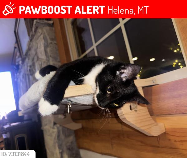 Lost Male Cat last seen Hwy 12 near Broadwater, Helena, MT 59601