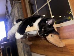 Lost Male Cat last seen Hwy 12 near Broadwater, Helena, MT 59601