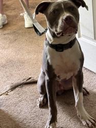 Found/Stray Male Dog last seen longview trail, Spalding County, GA 30223
