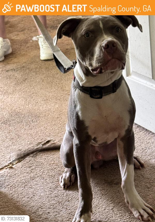 Found/Stray Male Dog last seen longview trail, Spalding County, GA 30223