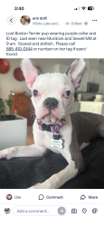 Lost Female Dog last seen Near Wicks Creek Trail, Marietta, GA 30062