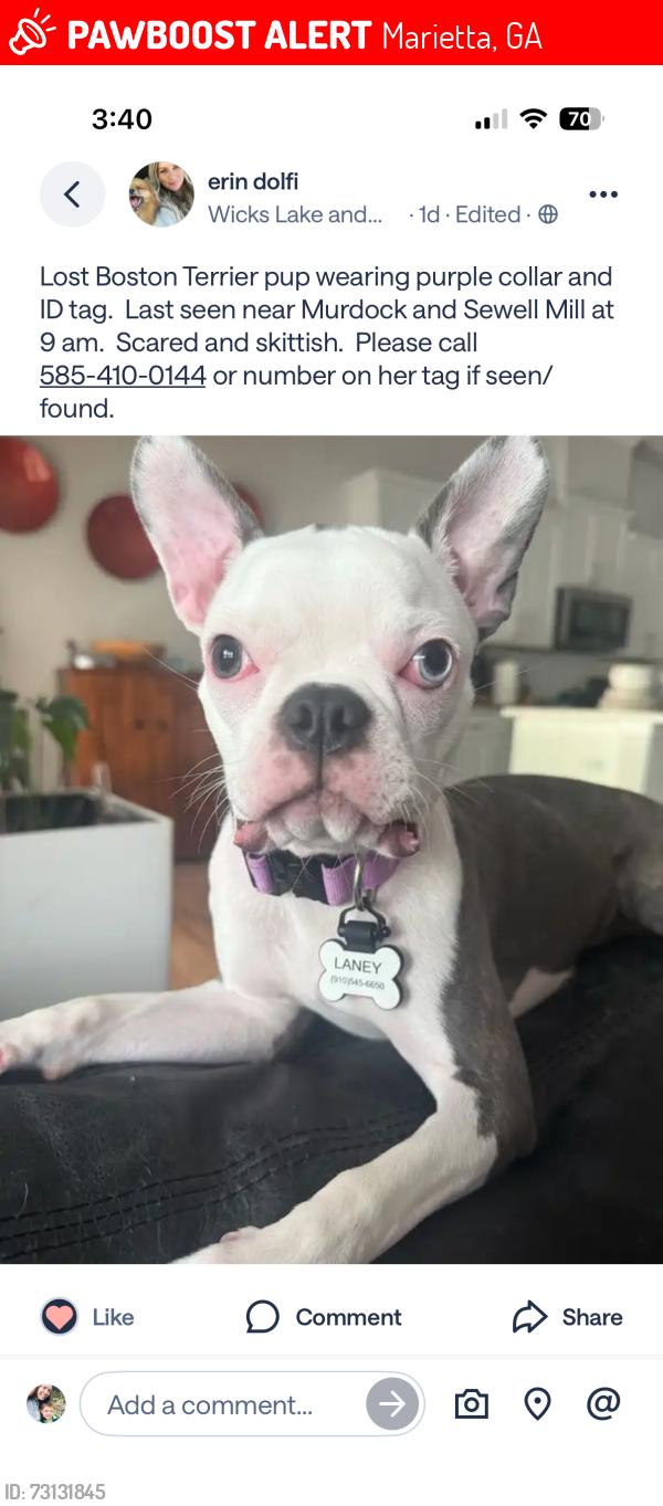 Lost Female Dog last seen Near Wicks Creek Trail, Marietta, GA 30062