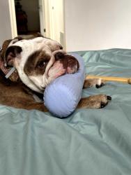 Lost Male Dog last seen Edith and Mr. Hamilton, Los Altos, CA 94022