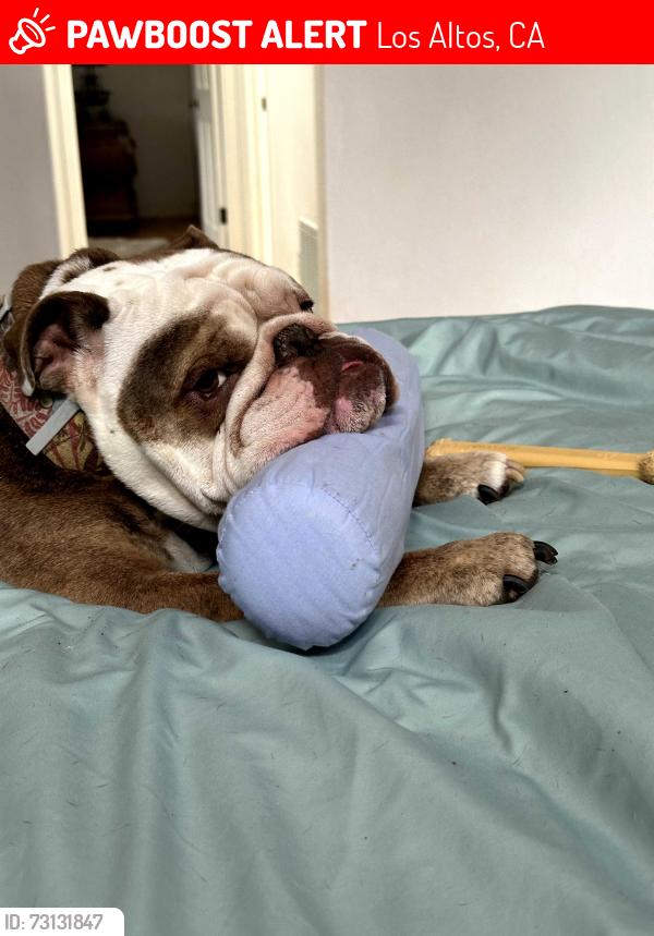 Lost Male Dog last seen Edith and Mr. Hamilton, Los Altos, CA 94022