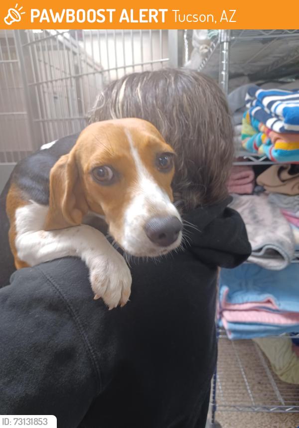 Found/Stray Female Dog last seen Kino, Tucson, AZ 85714