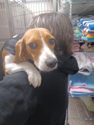 Found/Stray Female Dog last seen Kino, Tucson, AZ 85714