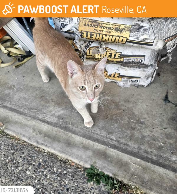 Found/Stray Unknown Cat last seen Hidalgo Circle and foothills blvd, Roseville, CA 95747