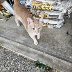 Found/Stray Unknown Cat last seen Hidalgo Circle and foothills blvd, Roseville, CA 95747