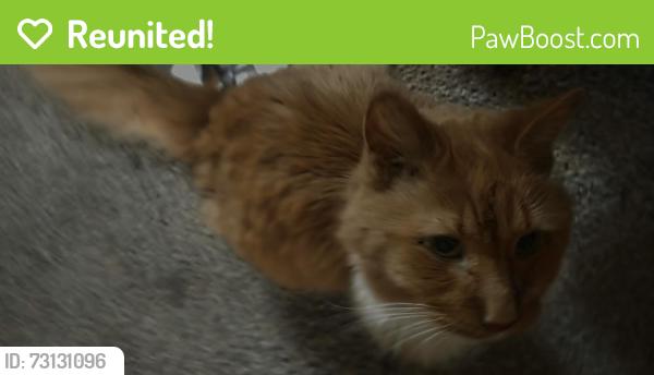 Reunited Male Cat last seen Autumn Glen apartment, West Allis, WI 53227