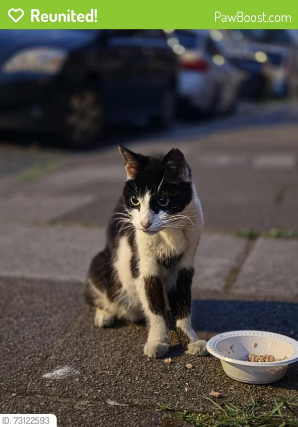Reunited Unknown Cat last seen Outside 41 Florentia Street Cathays, Cardiff, Wales CF24 4PE