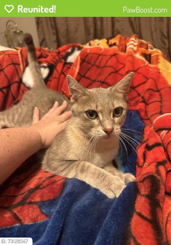 Reunited Male Cat last seen Benbrook & Shiloh, Dallas, TX 75228