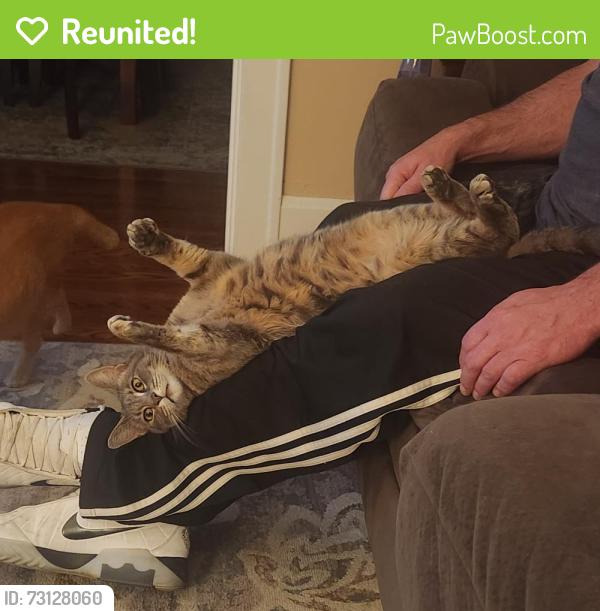Reunited Female Cat last seen Norwood ave and poplar, Cincinnati, OH 45212